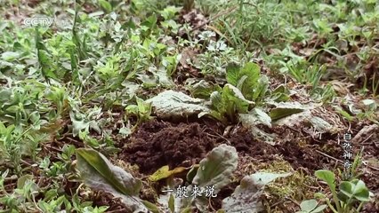 自然神奇（06）拍案惊奇的地底生活 1/2 CCTV高清720P