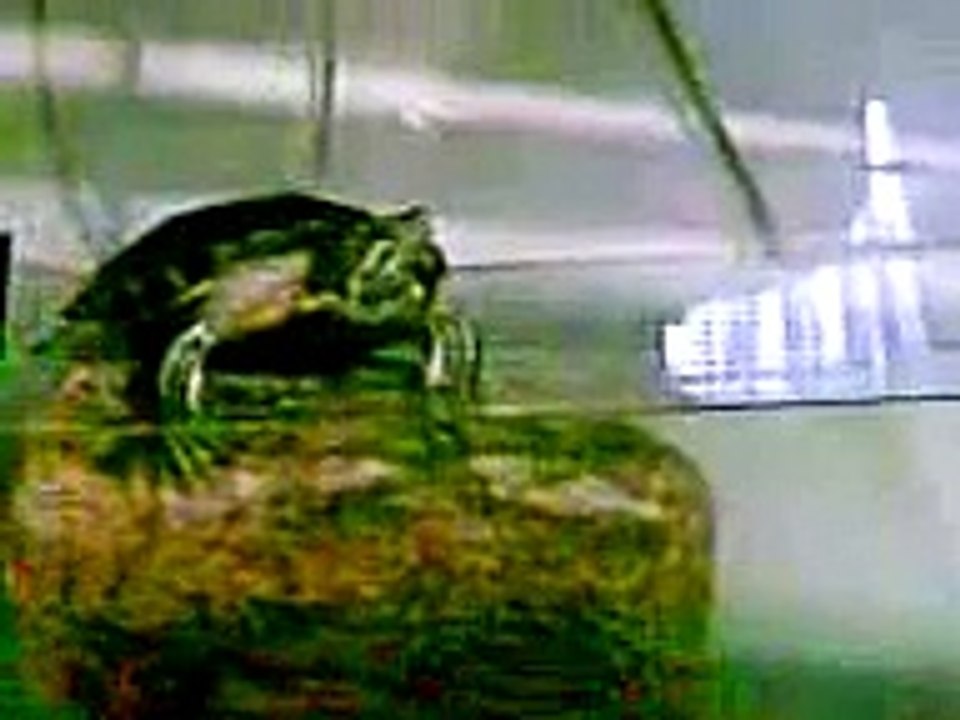 Flying Turtle