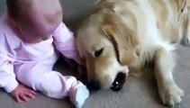Baby and Dogs Naughty Friendly Cute Funny