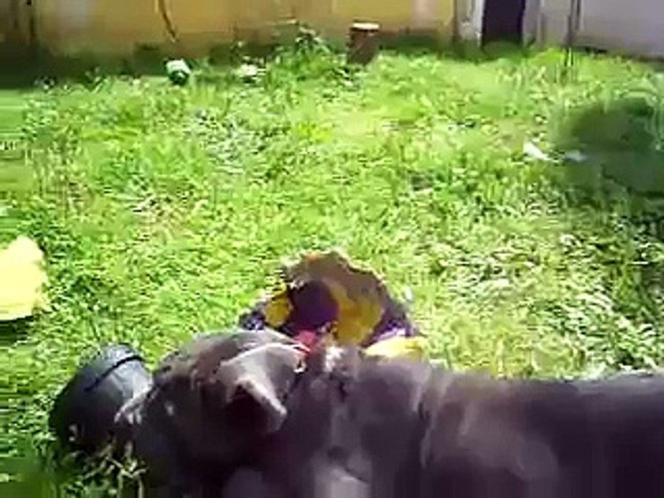 mastino napoletano cuccioli  Ardea roma