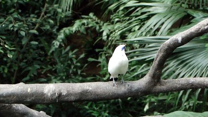 SONY DSC-HX1 高清測試 2 - 長冠八哥