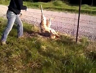 Cet homme va tout faire pour sauver ce renard