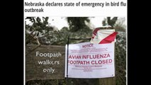 Nebraska declares state of emergency in bird flu outbreak