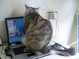 cat dislikes laptop