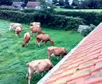 Guernsey cows in field