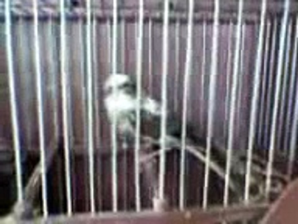 pardillo blanco silvestrismo