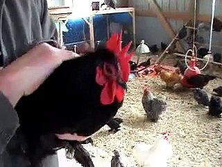 Free-Range Chicken Farming