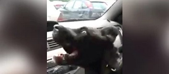 Puppy's First Experience With Air Conditioning