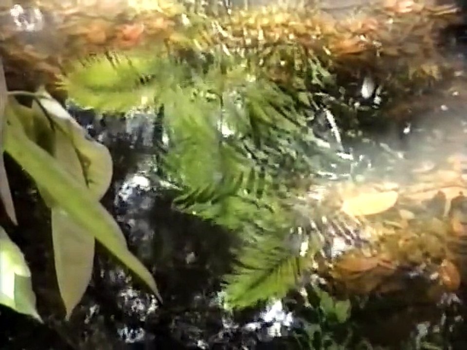 1970-0101 Immaculata - The story of Sahaja Yoga and H.H Shri Mataji Nirmala Devi