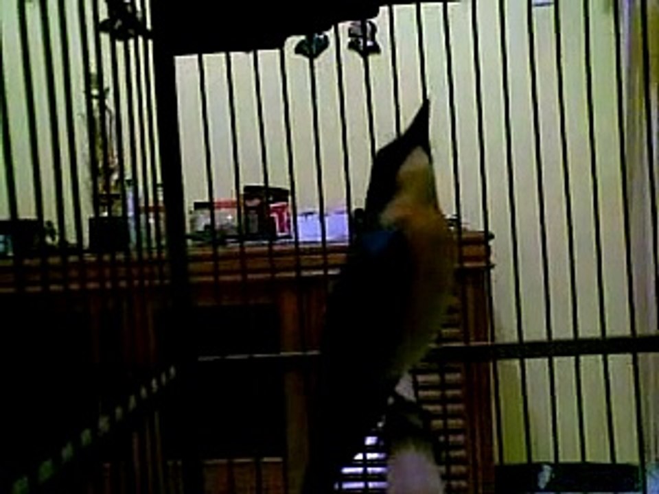 Tledekan Langa-Longo Manggala