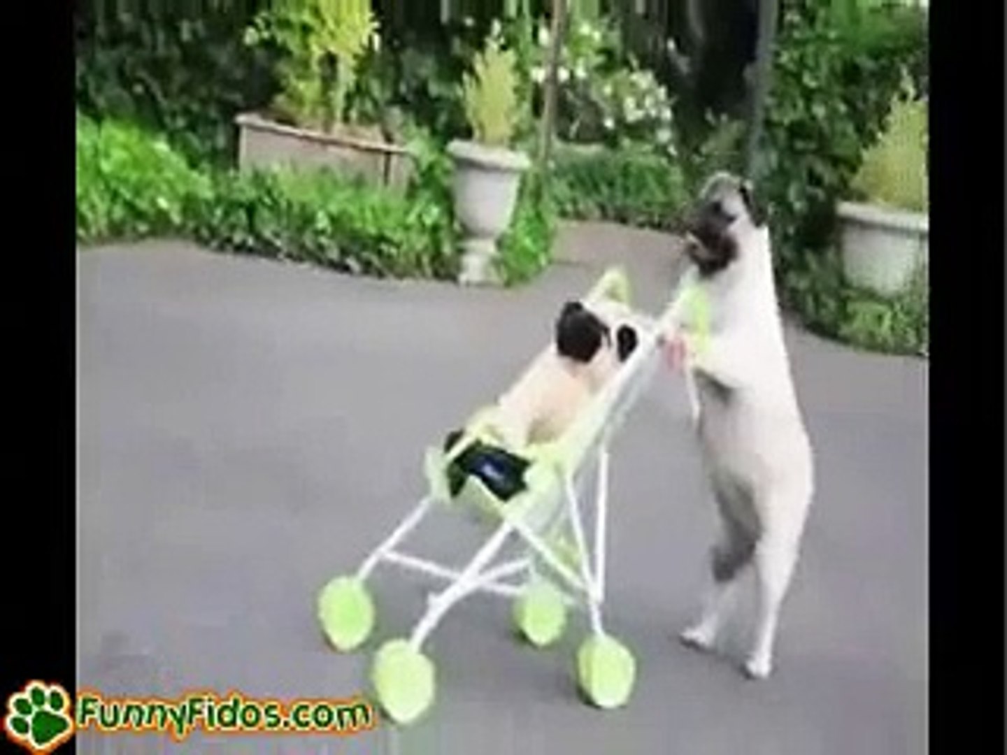 pug pushing stroller