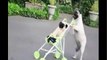 Funny Pug pushing stroller