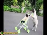 Funny Pug pushing stroller