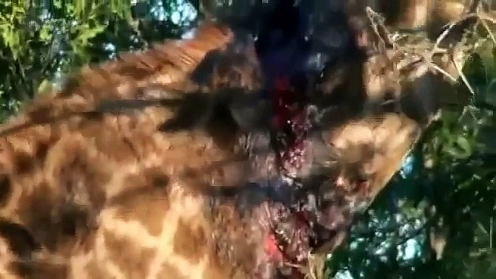 ⁣New Animal Wild Predator Documentary Animal Planet National Geographic #1