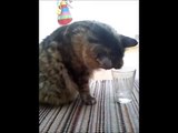 How a cat drinks a glass of water