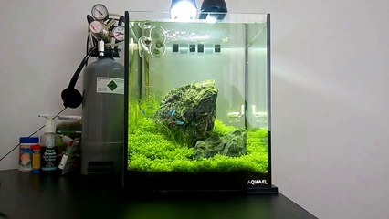 Iwagumi: Aquael Shrimp Set 30 - Shrimp Aquascape: week 5