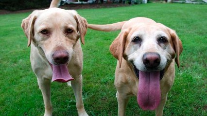Human food your dog should not be eating