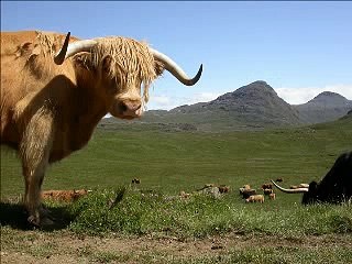 Highland Cattle on the Isle of Rum