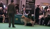 Crufts 2007 - Golden Retriever, Graduate Dog