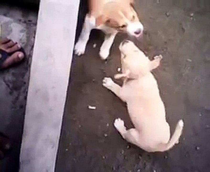 PIT BULL FIGHT