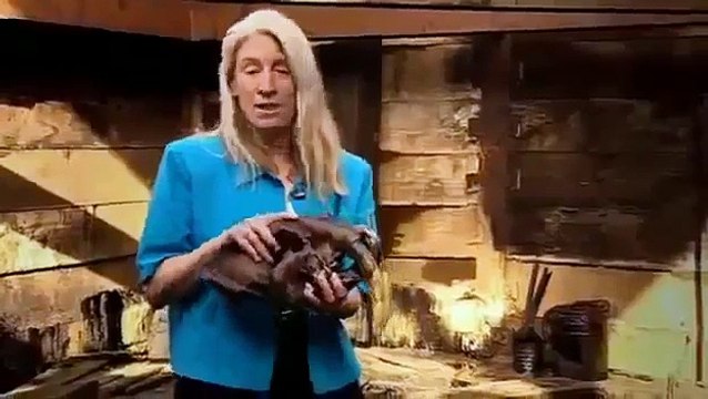 Extinction Smilodon, The Saber Toothed Tiger Nature & Animal Documentary