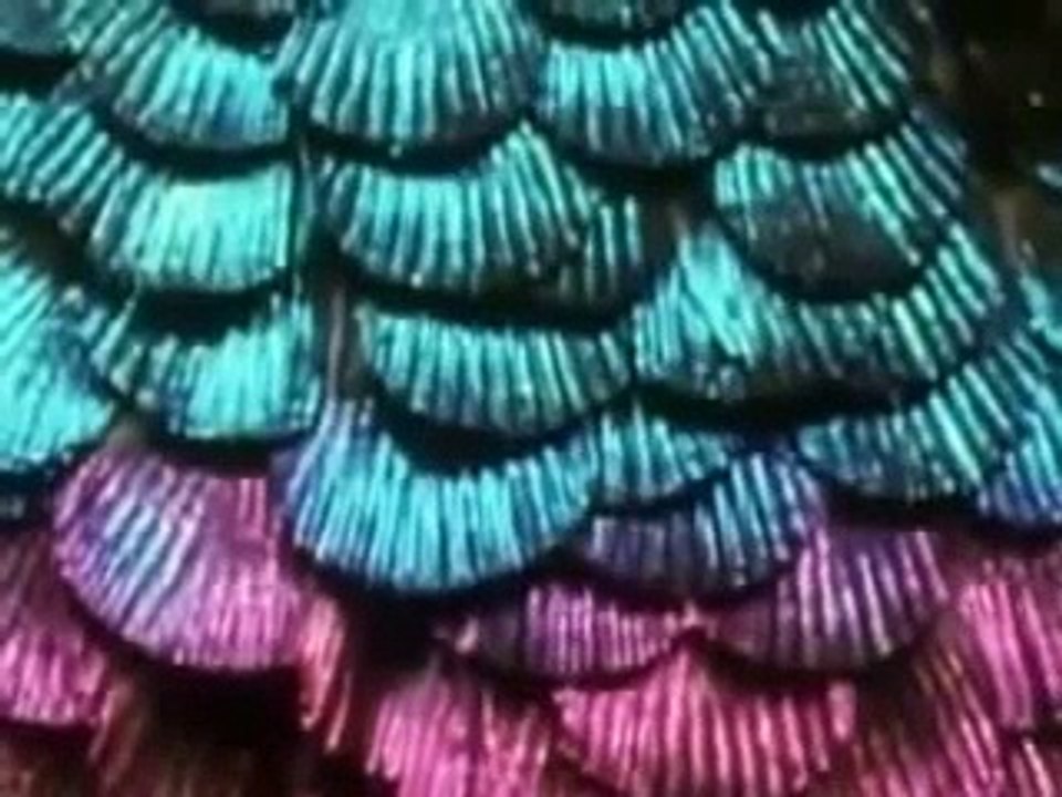 Most beautiful birds from around the world full documentary