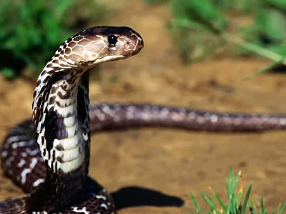 YILANIN AŞKI ''Bu Yılan Kadar Bile Olabildikmi ACABA? Dinleyin AĞLAYACAKSINIZ