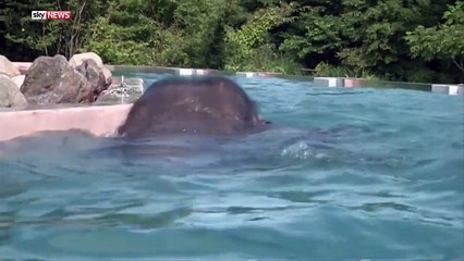 Piscine transparente pour les éléphants