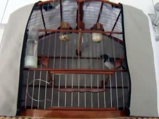 Coleiro tuí-tuí Capone - Bruno Alves