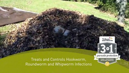 Trifexis® “Wouldn’t Trade It For the World” television ad: 3-in-1 parasite protection