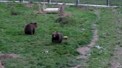 Oska und sein Kürbis