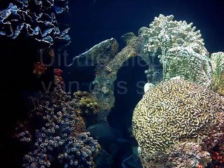 Die Stem van Suid Afrika