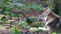 Howling Wolves in Wildlife Park Poing nearby Munich - heulende Wölfe im Wildpark Poing