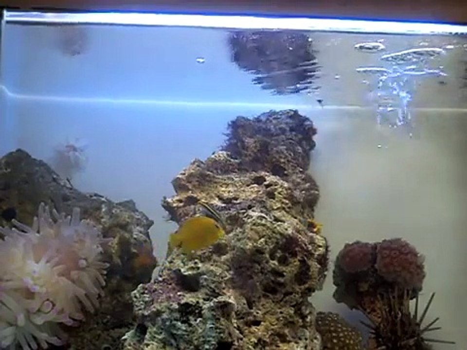 Acanthurus coeruleus