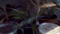 Praying Mantis - Hatching cocoon