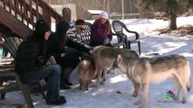 Yamnuska Wolf Dog Sanctuary Canmore Alberta Canada