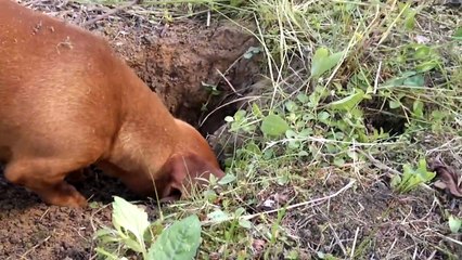 Tacskó gödröt ás. Dachshund digging a hole.
