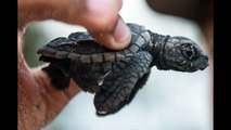 Crean proyecto que busca salvar a las tortugas en peligro de extinción