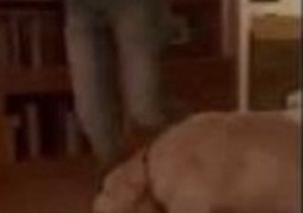 Owner Floored by Fair Tackle From Dog