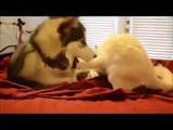 Funny and Cute Videos | Funny Cute Animal Videos | Cute Cats And Dogs Compilation 2015 #1