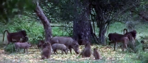 فاكهة تسكر حيوانات الغابة !!