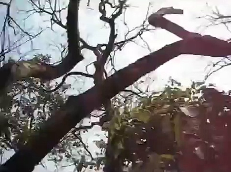 Rinoceronte vs Elefante