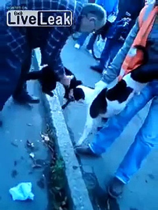 Pit Bull attacking a pet cat on the street ;(