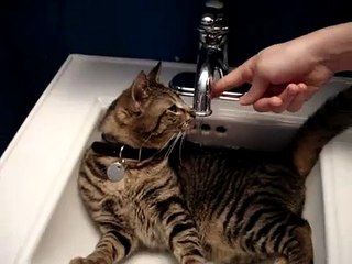 Cat in sink - slowly filling