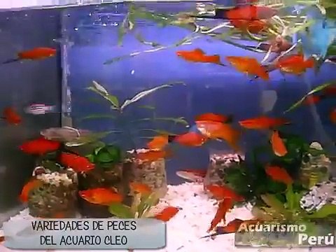 Variedades de peces del Acuario CLEO - Visita de Acuarismo Peru