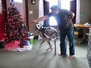Meet Princess a Great Dane currently available for adoption at Petango.com! 12/30/2010 9:51:39 AM