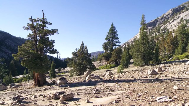 Bringing Sierra Nevada Bighorn Sheep Back to Yosemite's Wilderness