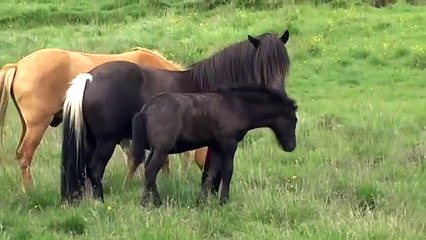 The mare Kara meets the stallion Jón and gets covered right away