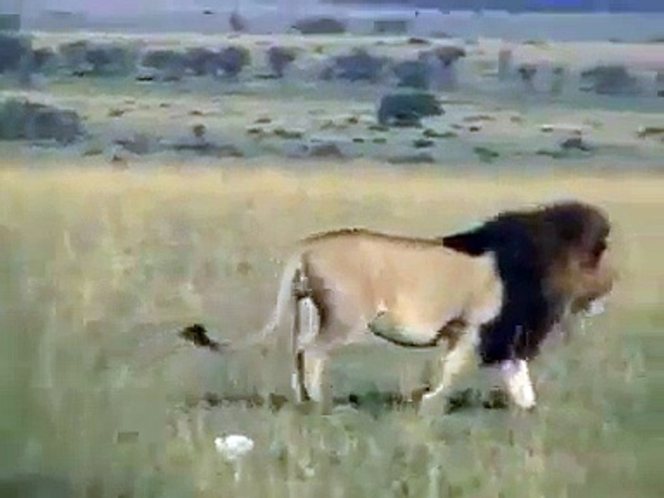 maasai male lion in the maasai mara