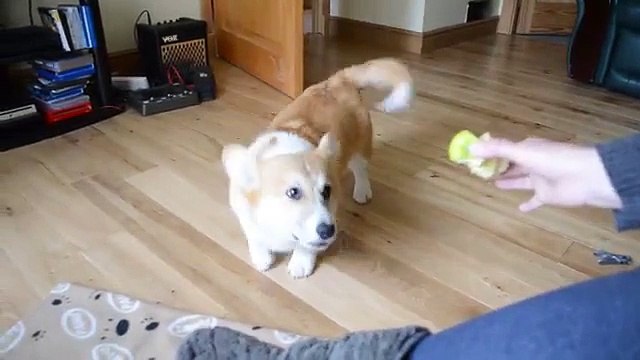 Pembroke Welsh Corgi Puppy 5 months Old. Funny.
